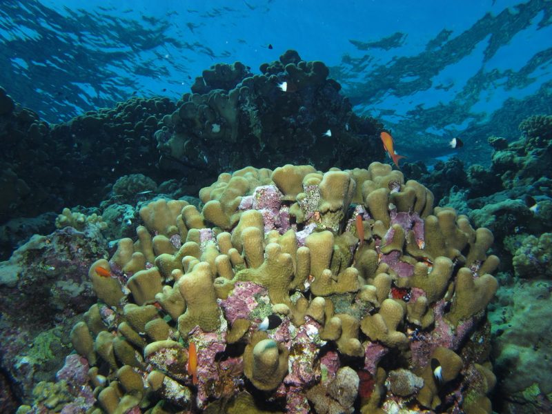 Douze poissons de la mer Rouge que vous verrez presque à coup sûr